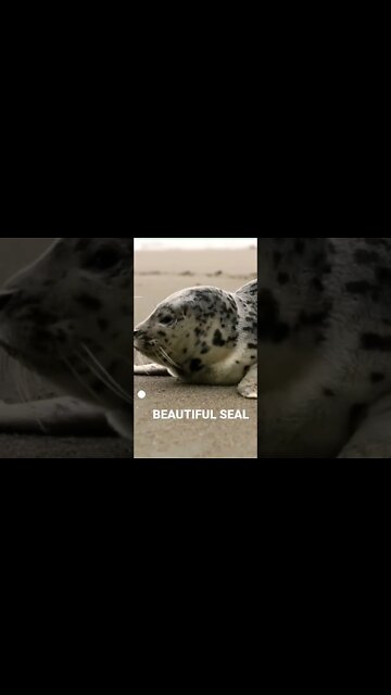 Cute Seal , Enjoying life.