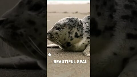 Cute Seal , Enjoying life.