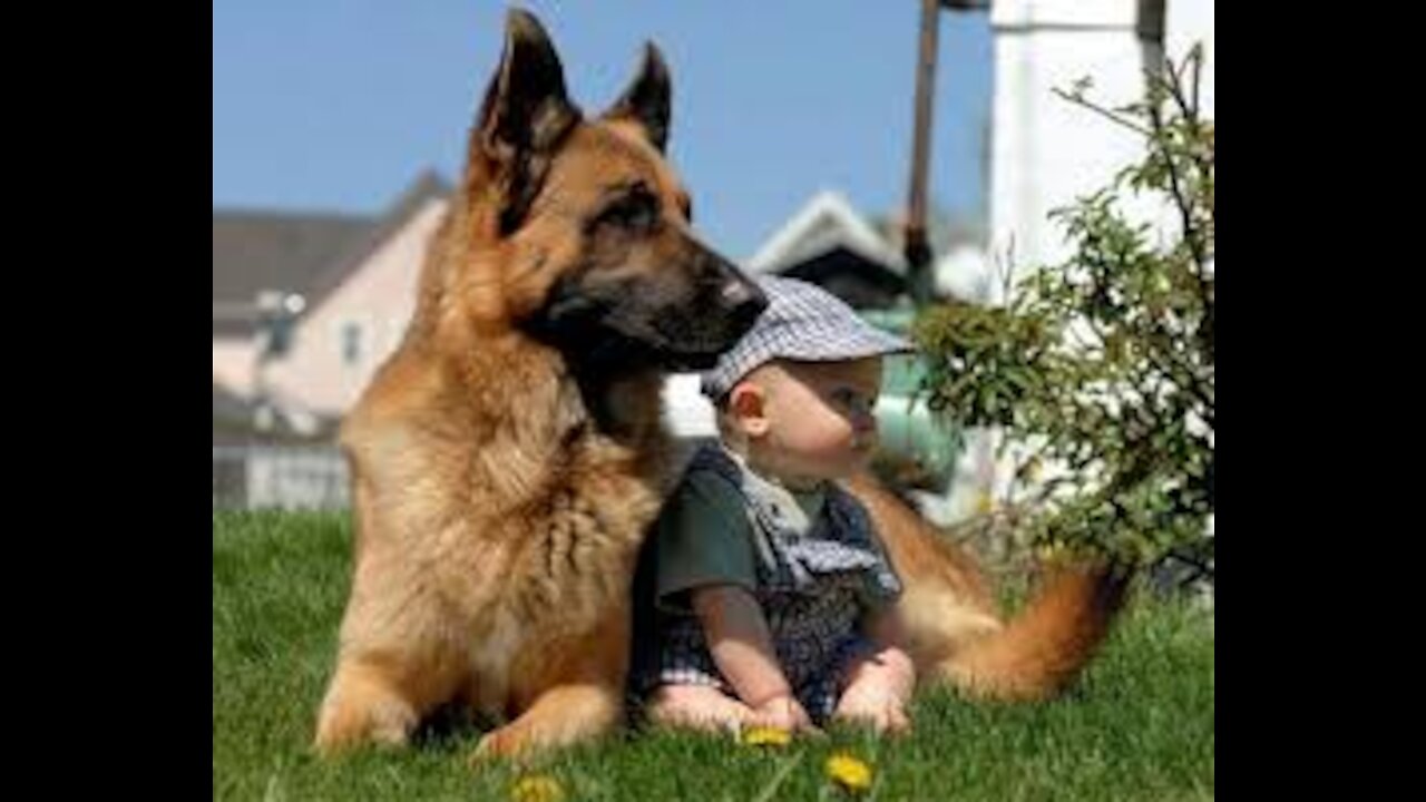 Babies Playing With Dogs and Cats - Funny--Babies Compilation