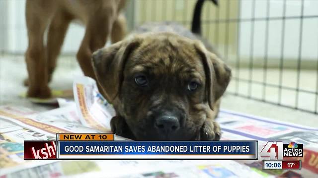 Good Samaritan saves abandoned litter of puppies