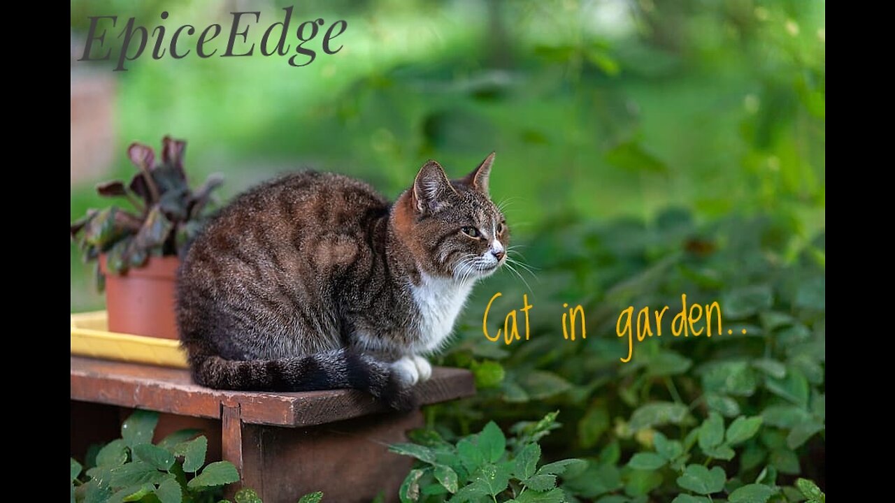 Cat's Day in the Garden