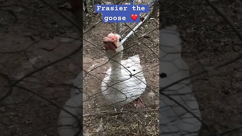 Frasier the goose is locked out of the coop ❤️