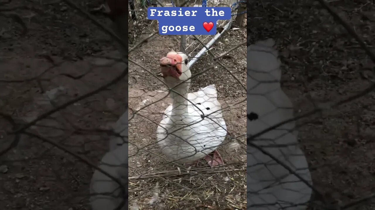 Frasier the goose is locked out of the coop ❤️