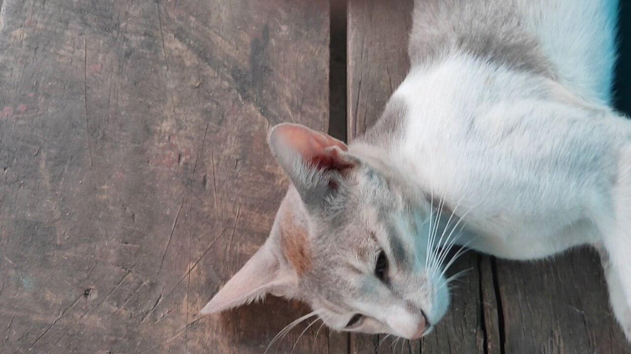 Lazzy cat never seen before✓deep sleeping