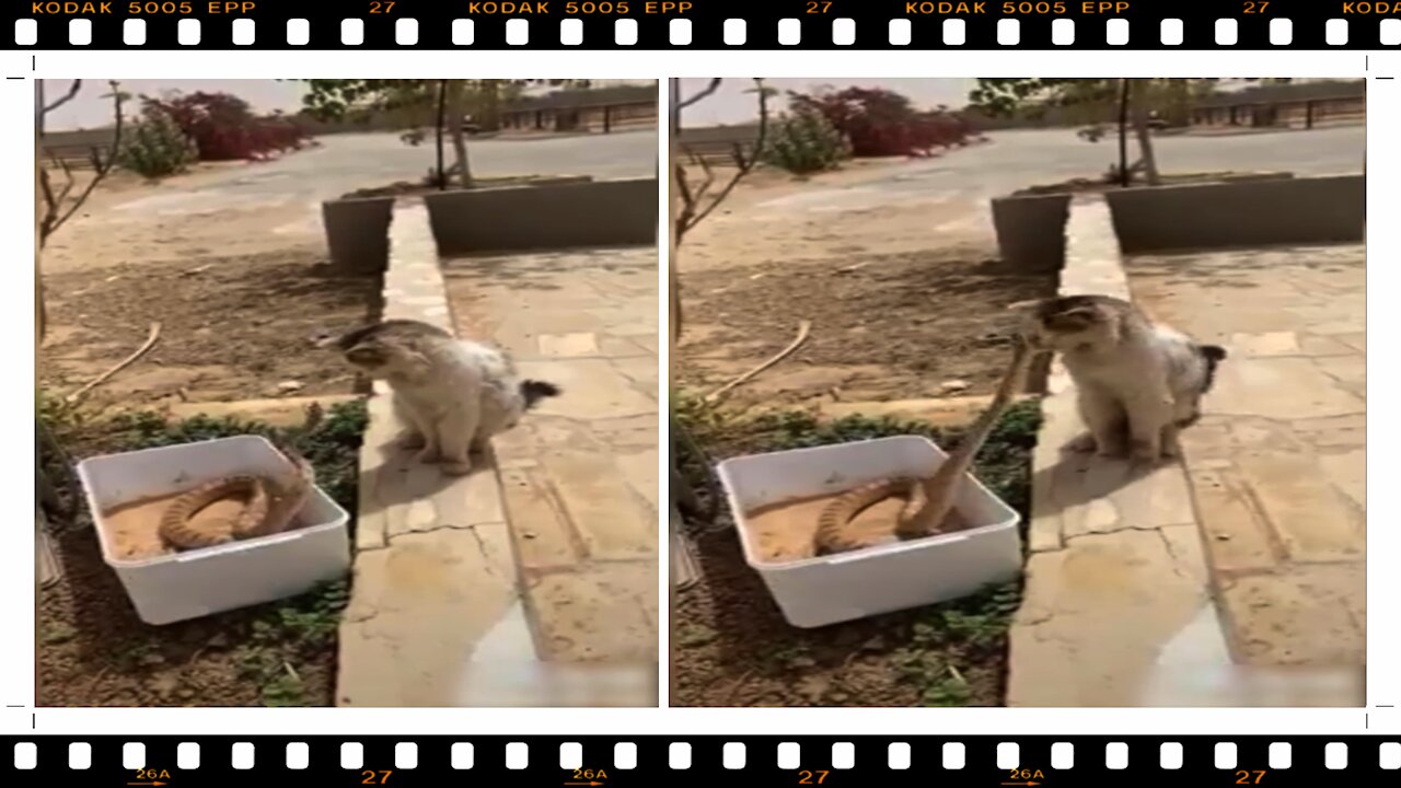 For those who still don't know the true leap of the cat...