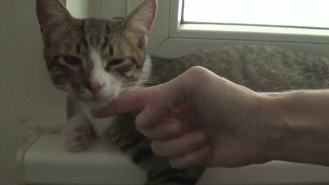 Are You Sad Kitty
