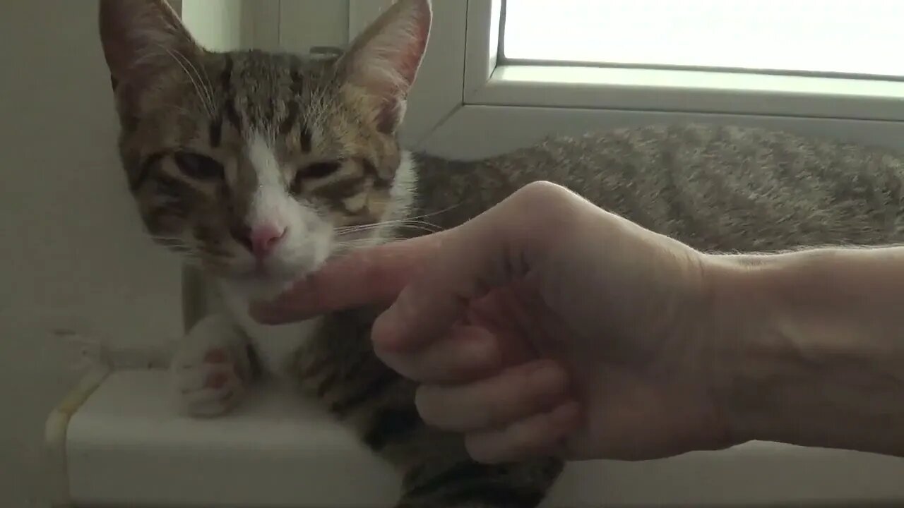 Are You Sad Kitty