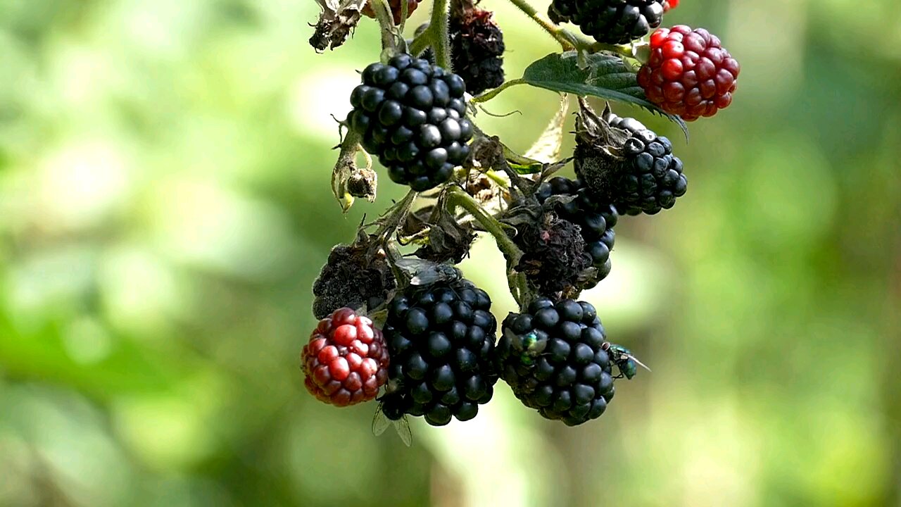 Blackberries