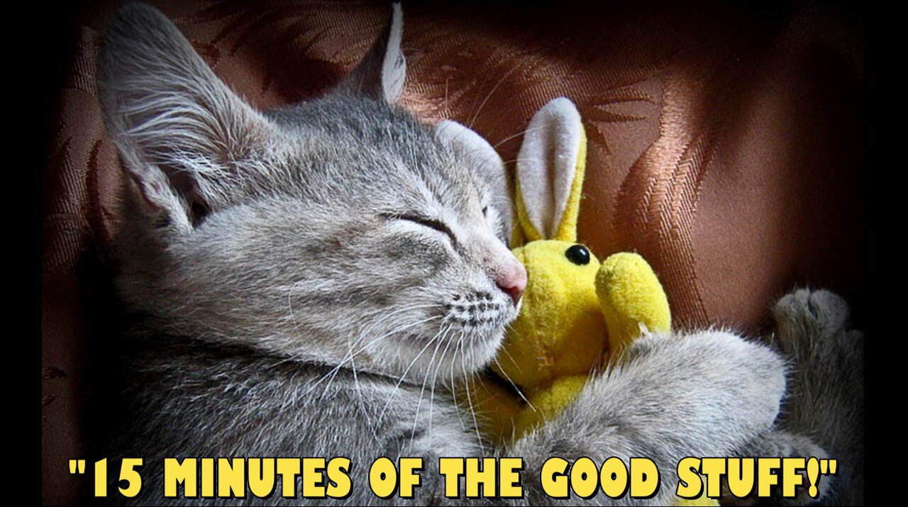 😺15 MINUTES OF THE GOOD STUFF!😺, #1 - PILOT EPISODE (CLIP)