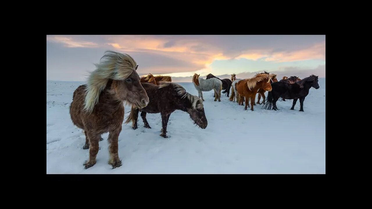 Thermoregulation In Horses - How Do Horses Stay Warm & Cool Off