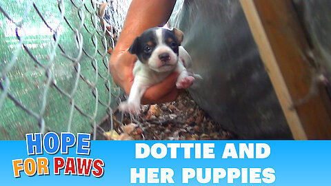 Homeless mom gives birth to three puppies on a college campus. Please share.