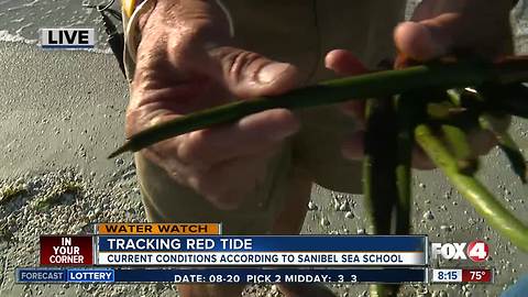 Red tide conditions in Sanibel