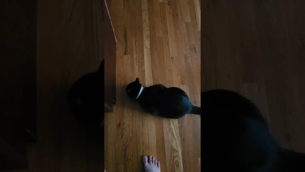 kitty chow time