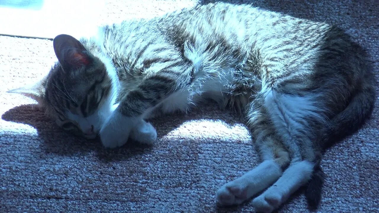 Kitten Sleeps in the Spot of Sun