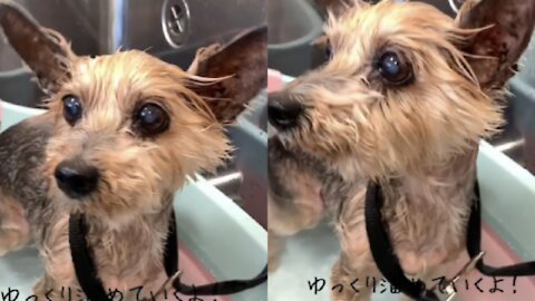 puppy in the bath