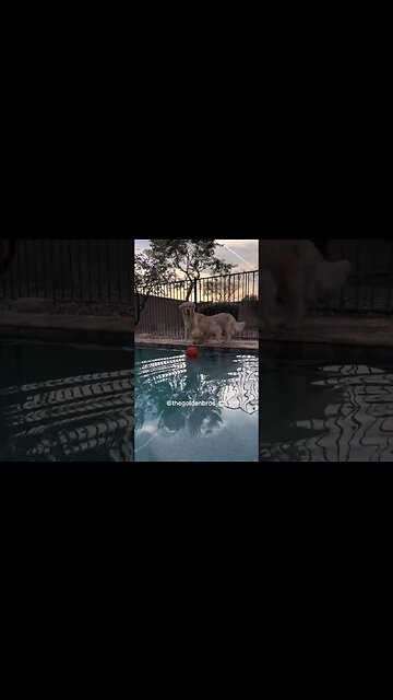 Got a new toy and " learned how to swim" #goldenretriever