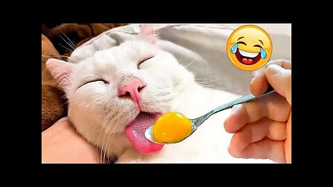 CATS you will remember and LAUGH all day! 😂Funny Cats Videos 2023