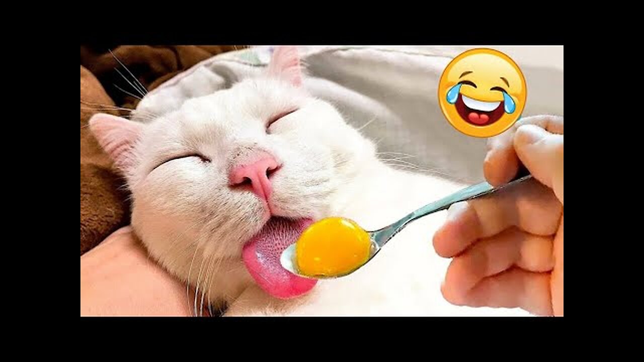 CATS you will remember and LAUGH all day! 😂Funny Cats Videos 2023