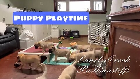 Bullmastiff Puppy Playtime - Infinity Litter