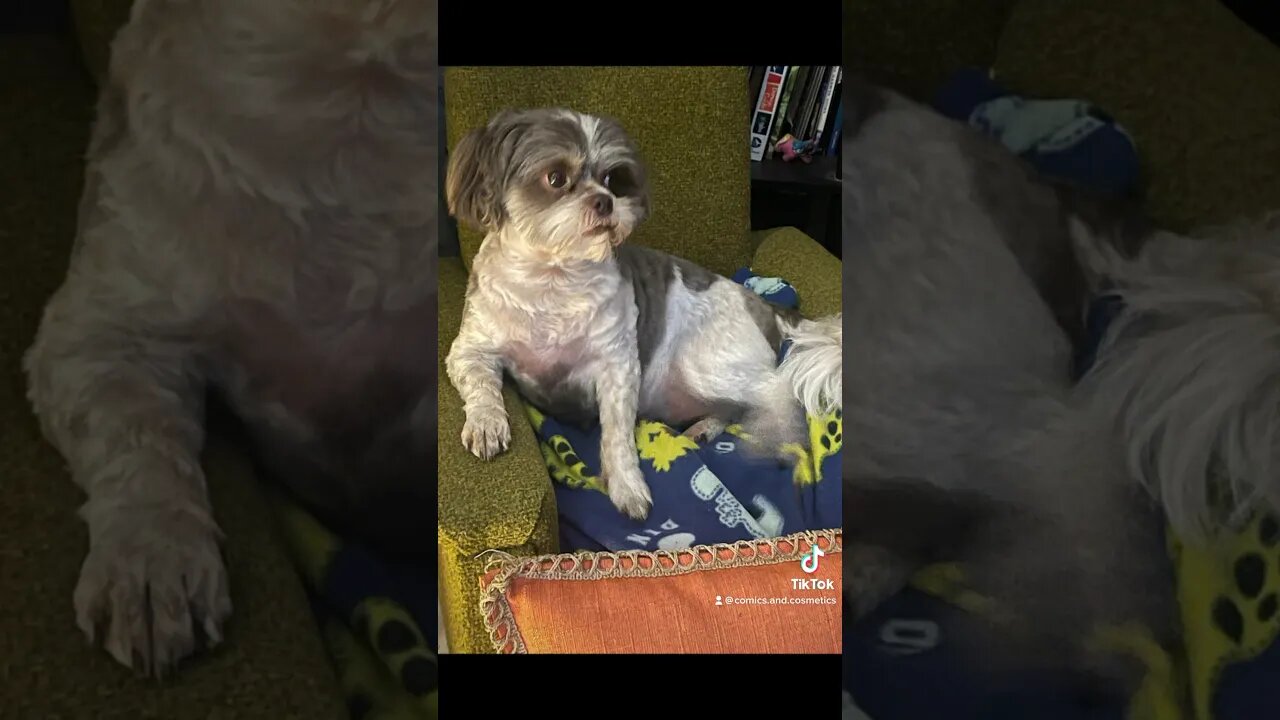 Tiny the #EwokBaby understands how to chill #puppy #cute #dog