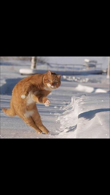 Video about a very funny cat