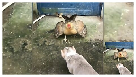 Chicken VS Dog Fight _ Funny Dog