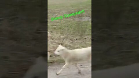 Sheep Stampede!!