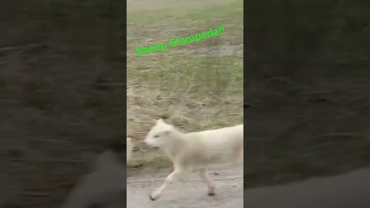Sheep Stampede!!