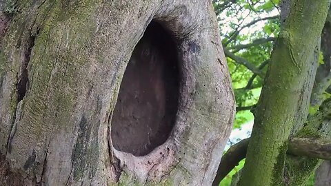 Kestrel Dad Learns to Care for Chicks After Mum Disappears-8
