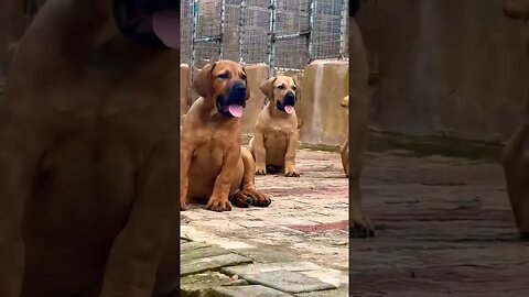 Giant Boerboel Puppies #boerboel #dog #doglover #shorts #puppies #pets #funnydogs