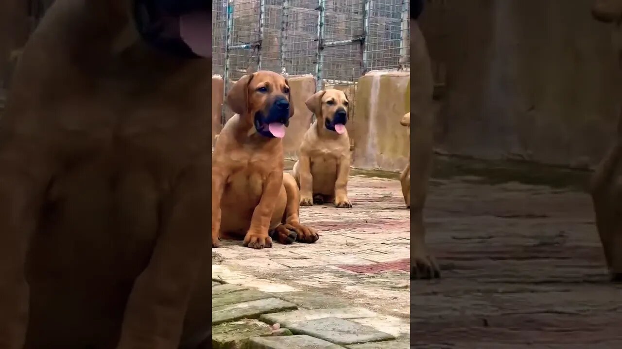 Giant Boerboel Puppies #boerboel #dog #doglover #shorts #puppies #pets #funnydogs