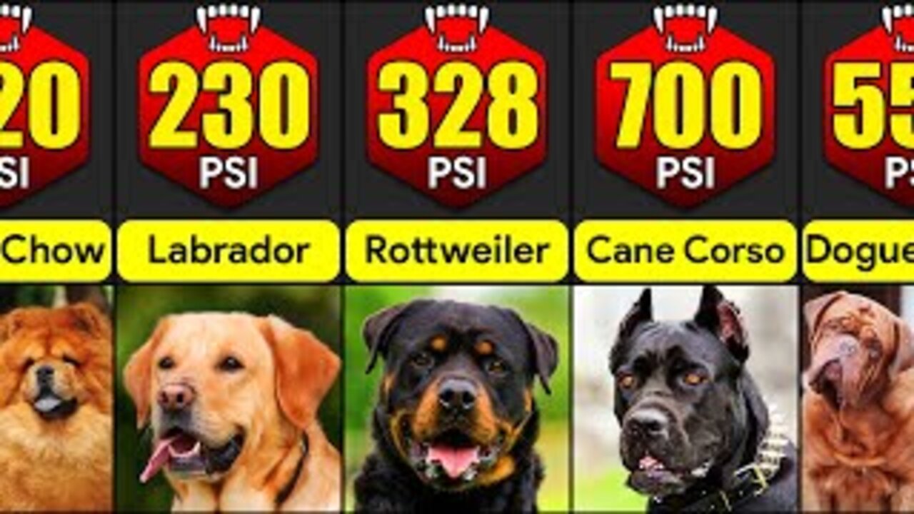 Dogs Bite Force Comparison | TOP 30 DOGS WITH STRONGEST BITE FORCE