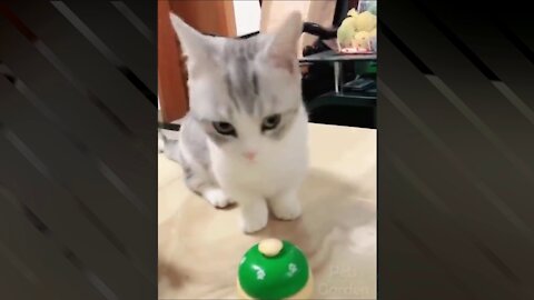 Ring My Cute Cat if you Want To eat - Sweet Cat
