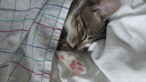 A Cat Under Cover