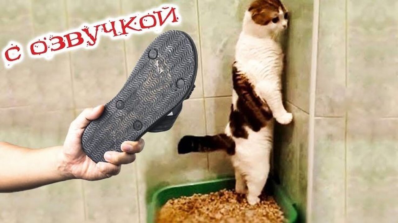 Funniest cat video 😂😍 funny cat, cats are so fun and cute 🥰✨