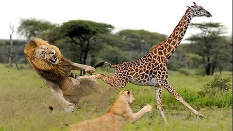 Unbelievable Sight: Dog-Like Lion's Chase and Attack on a Giraffe!