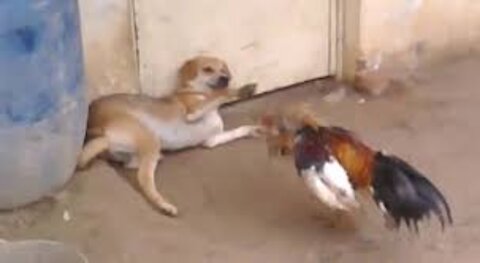 The picture speaks for itself 😂😂😂Video of a chicken hitting a dog🤣🤣😂💔