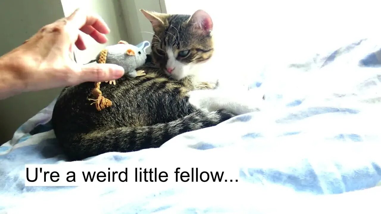 Aggressive Mouse Attacks a Cat