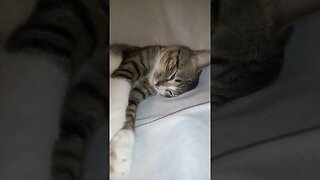 Cat Nose Boops #shorts