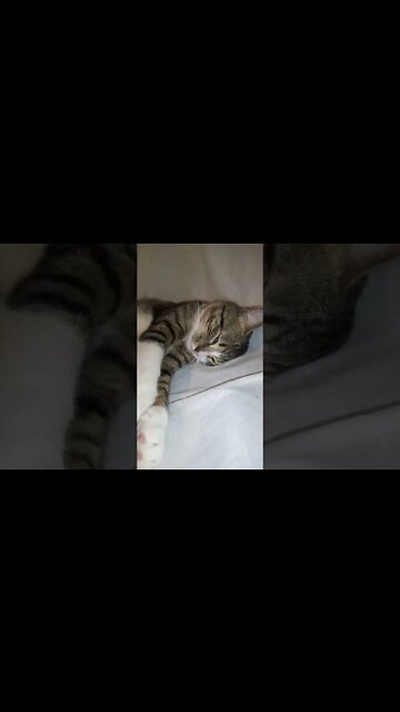 Cat Nose Boops #shorts