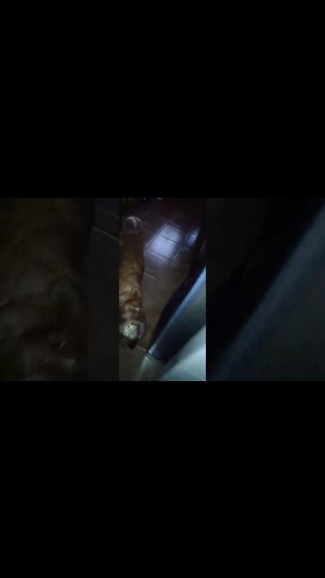 #dogshow , #animals , #dogs , #shorts