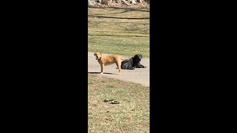 Hank 🐕‍🦺 and Georgia 🦮 outside ☀️