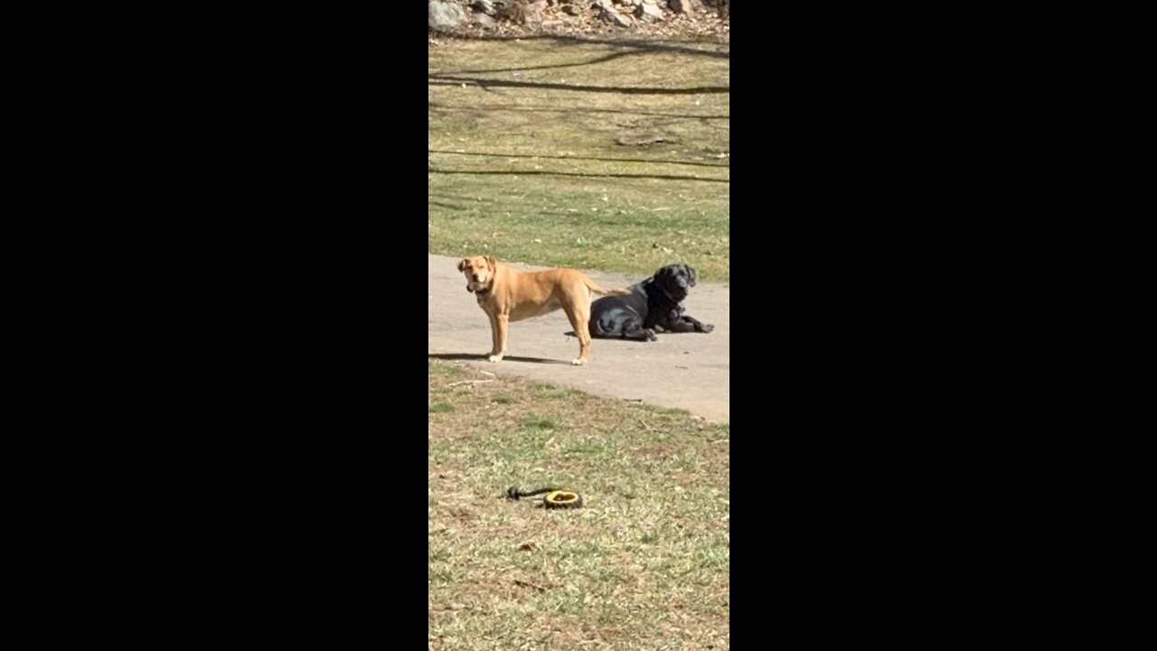 Hank 🐕🦺 and Georgia 🦮 outside ☀️