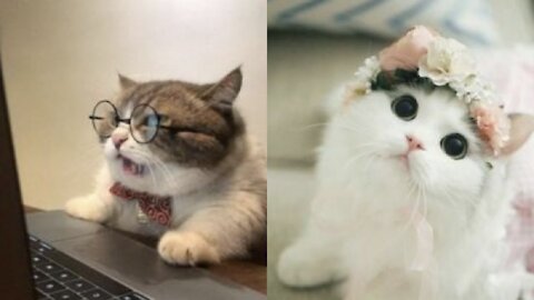 most funny and cute animal video compilation 2021