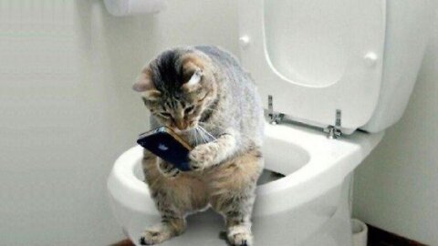 Funny And Cute Cat'S Life, Cats And Owners Are The Best Friends Videos
