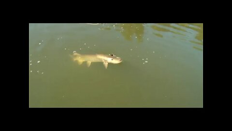 Small lures for Big Muskie