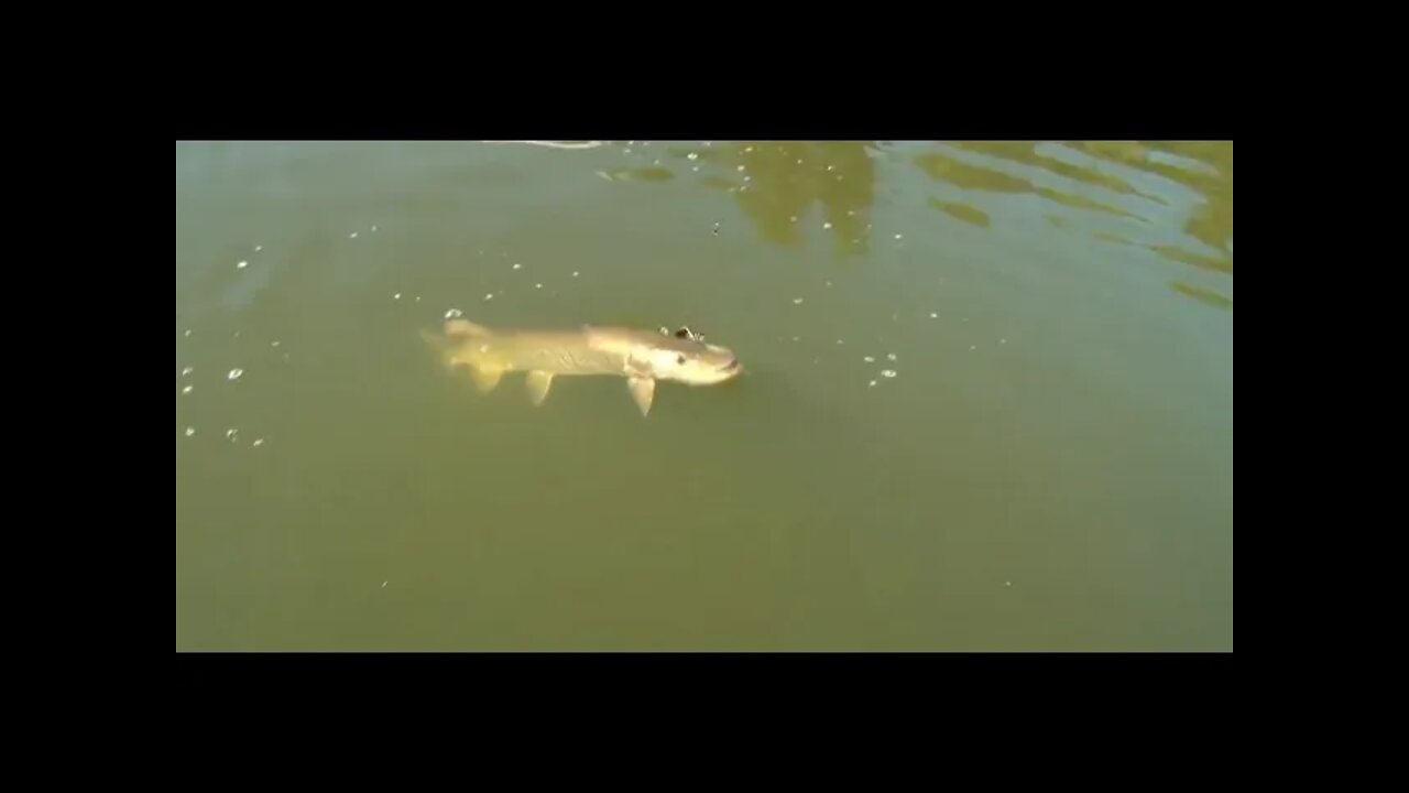 Small lures for Big Muskie