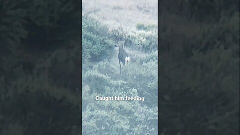 Mule Deer Buck eating