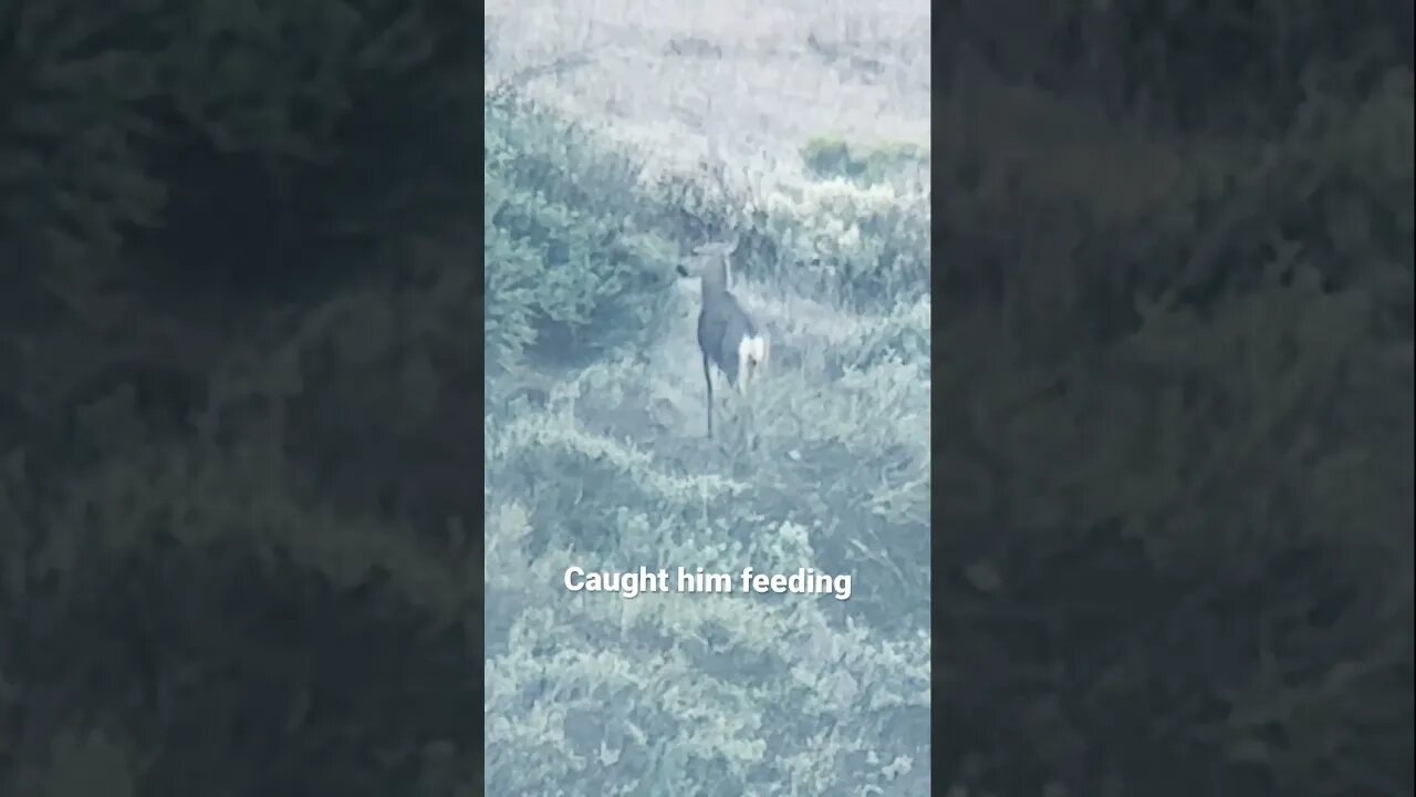 Mule Deer Buck eating