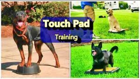Everyone needs this Dog training skill👍Touchpad training👌-2022